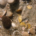 blog_batangemi9tonaltin_k5.jpg blog_batangemi9tonaltin_k5.jpg